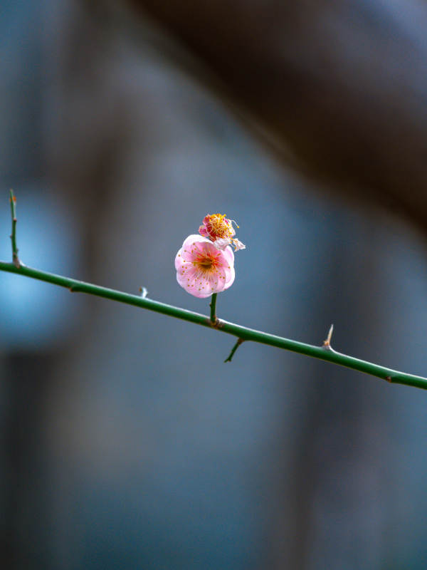 孤花独放春未至图片