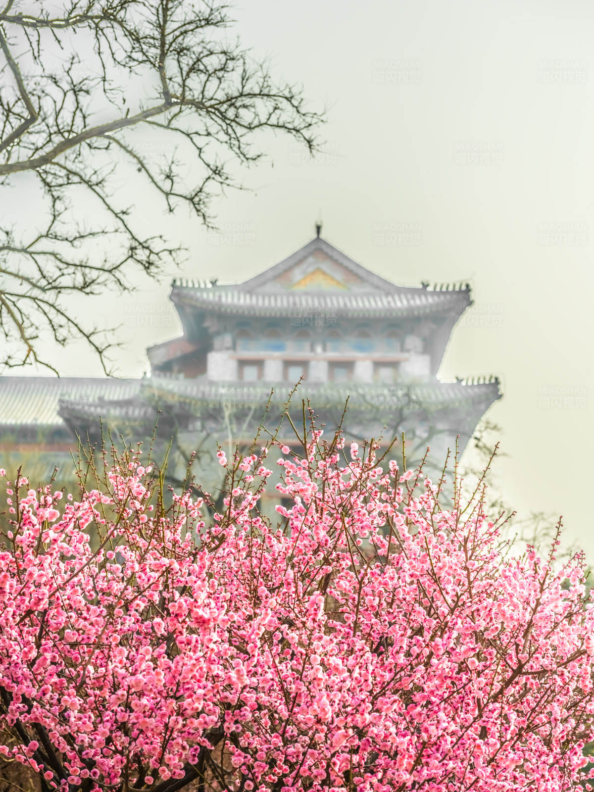 春日古寺花满园图片