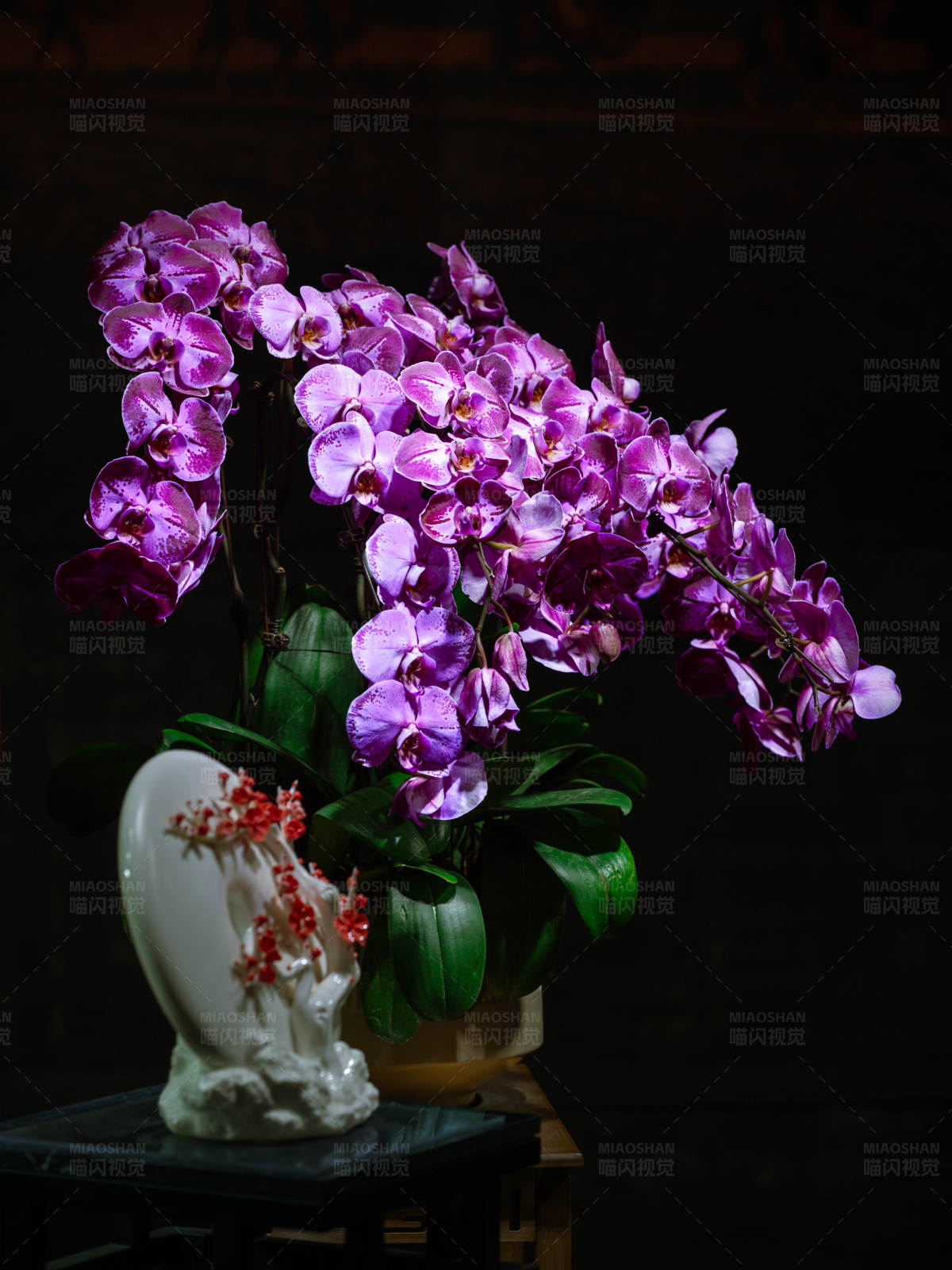 蝴蝶兰静谧之美图片