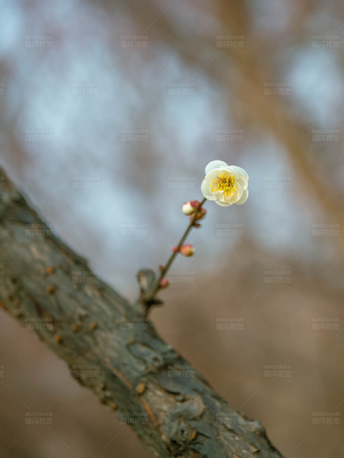 早春梅花独放图片