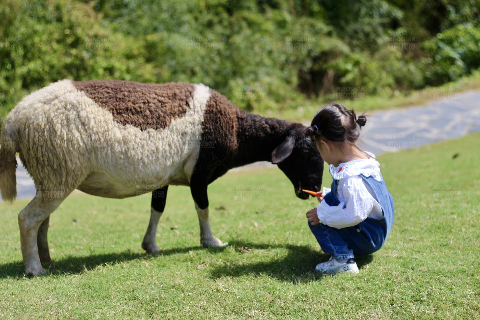 小女孩喂羊图片