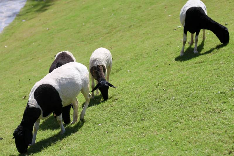 羊群在草地上吃草图片