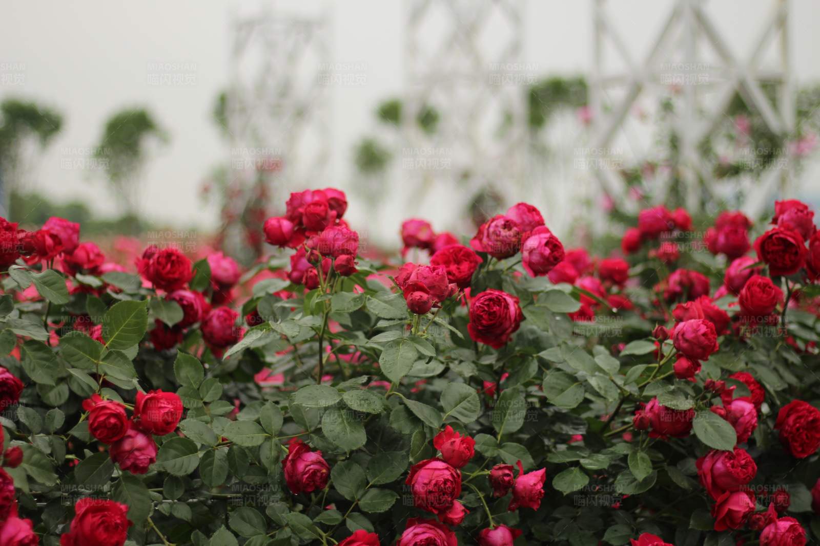 玫瑰花田图片