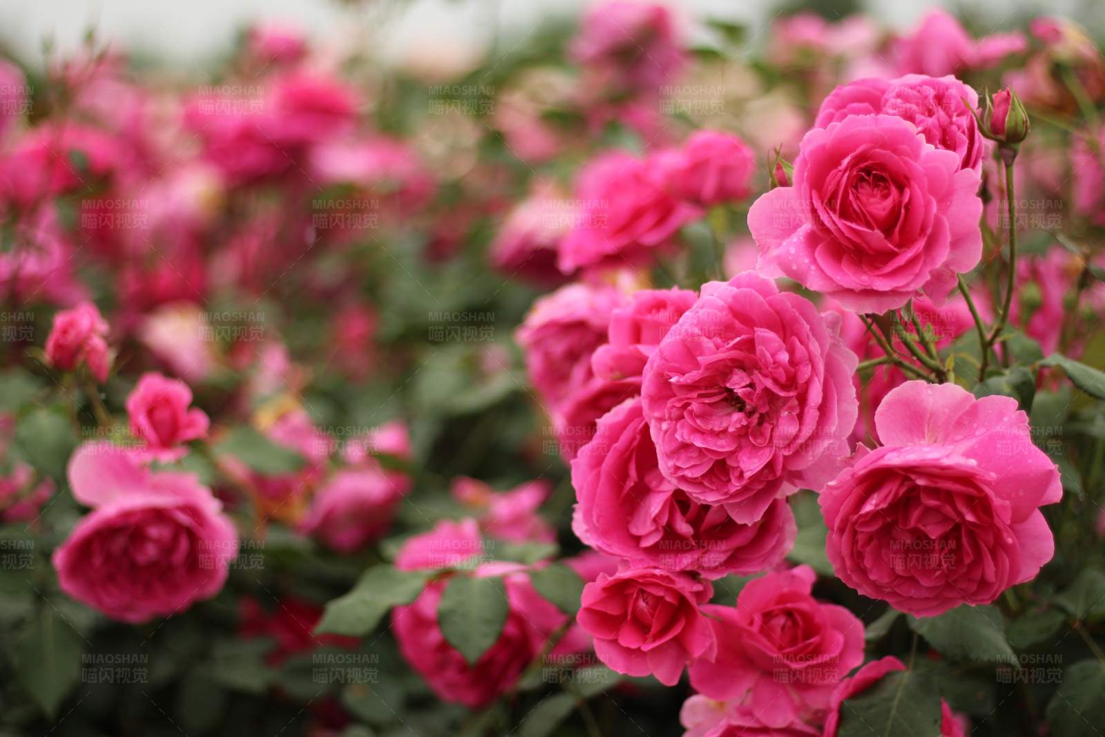 粉色玫瑰花海图片