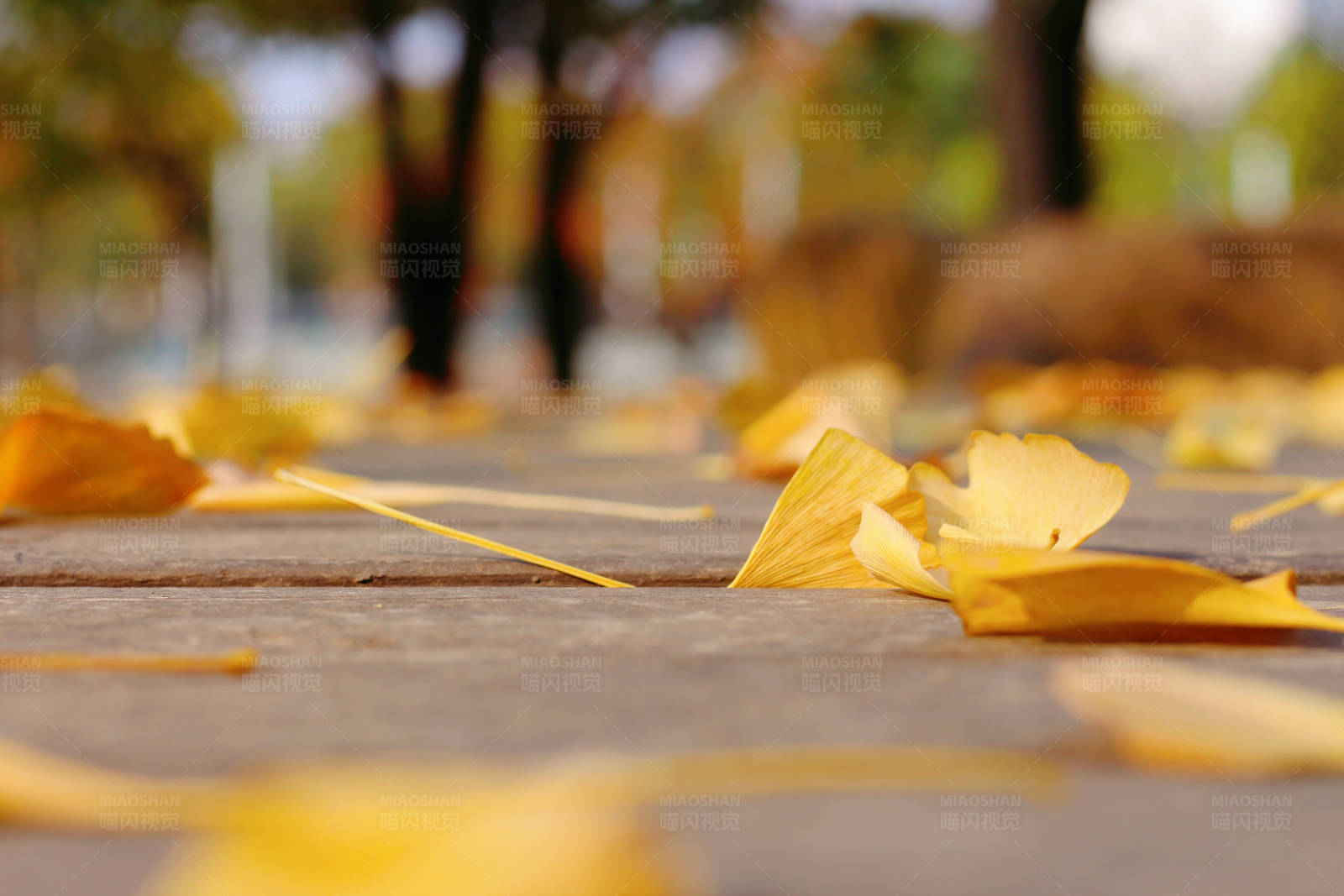 秋日落叶铺满小径图片