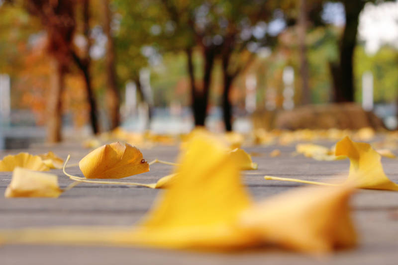 秋日落叶铺满地图片