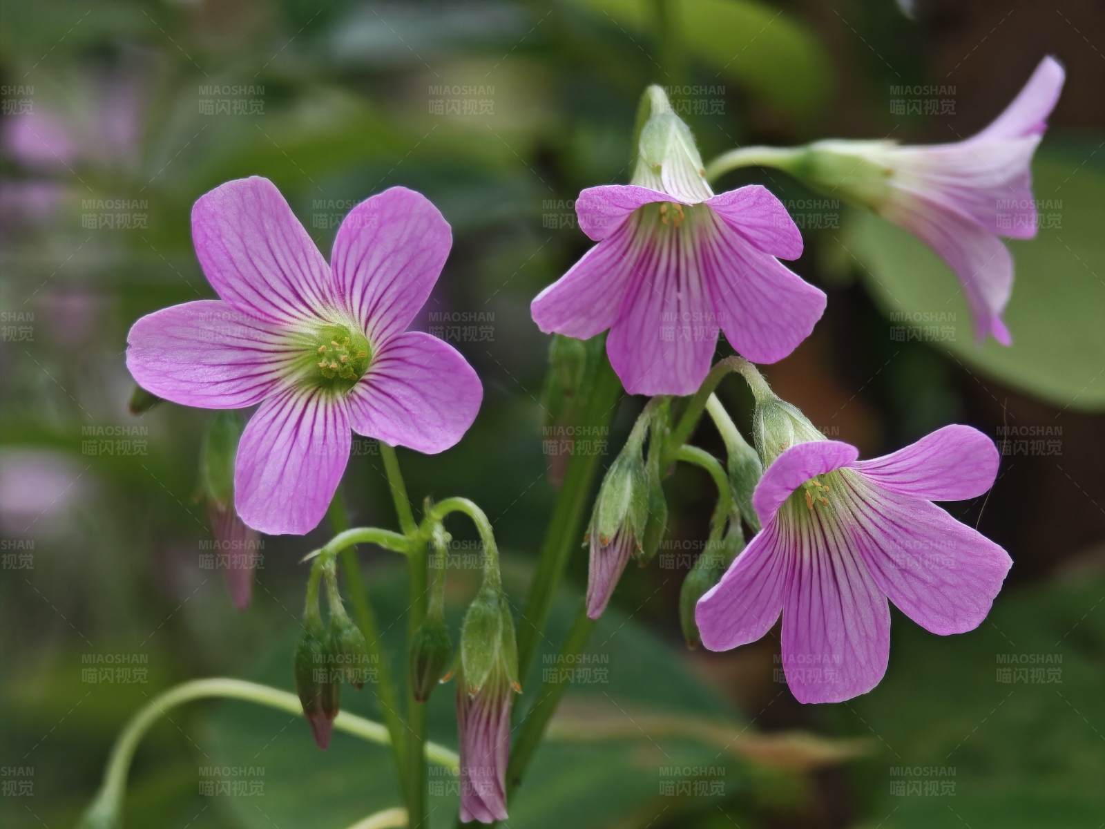 灿烂红花酢浆草图片