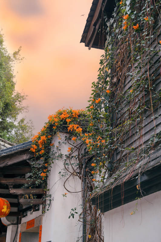 夕阳下的橙花古屋图片