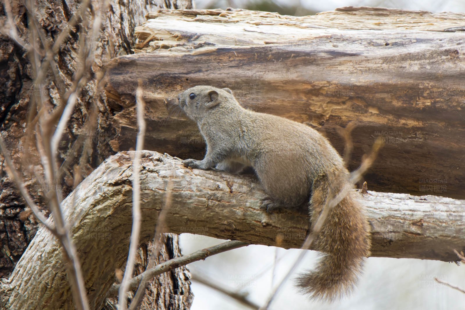 松鼠栖息在树枝上图片