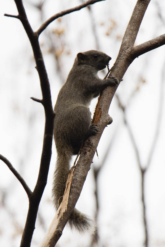 松鼠攀树觅食图片