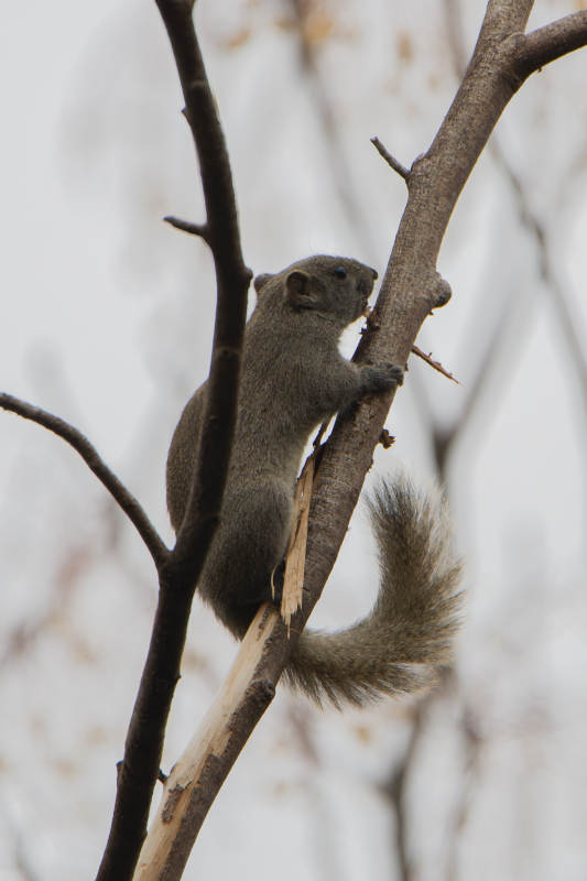 松鼠攀爬树枝图片