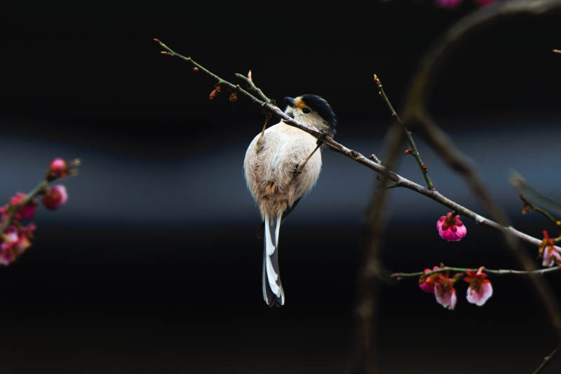 小鸟栖息在花枝上图片