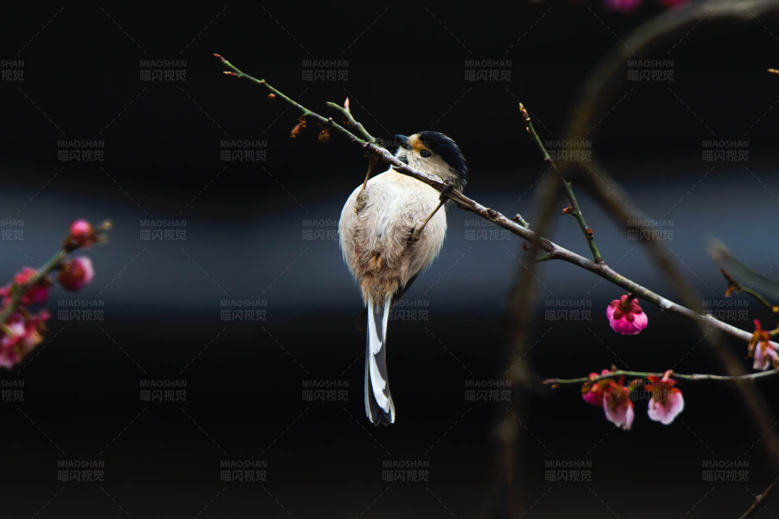 小鸟栖息在花枝上图片