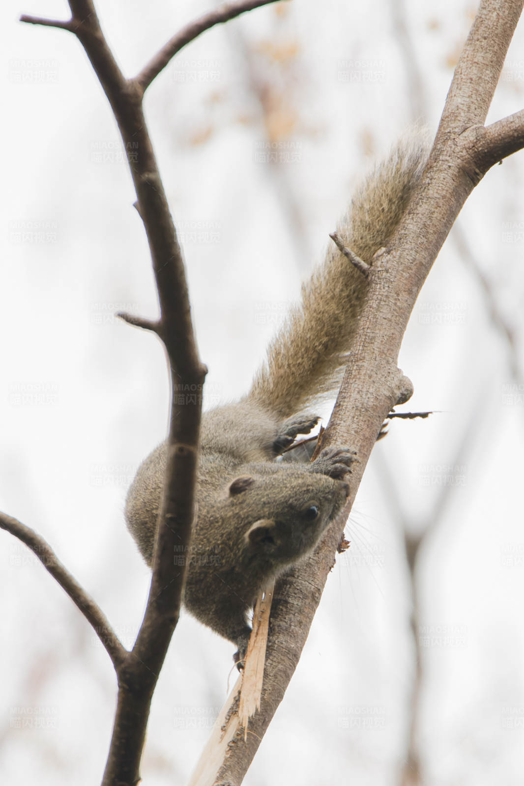 松鼠爬树图片