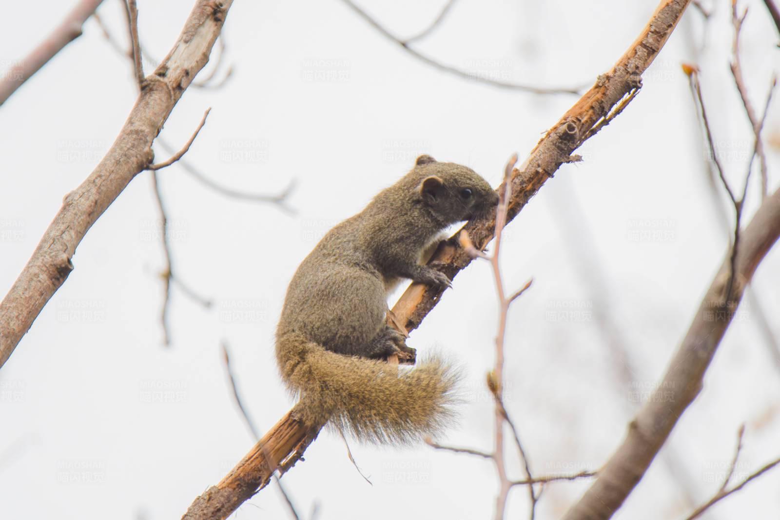 松鼠栖息于冬日树枝图片