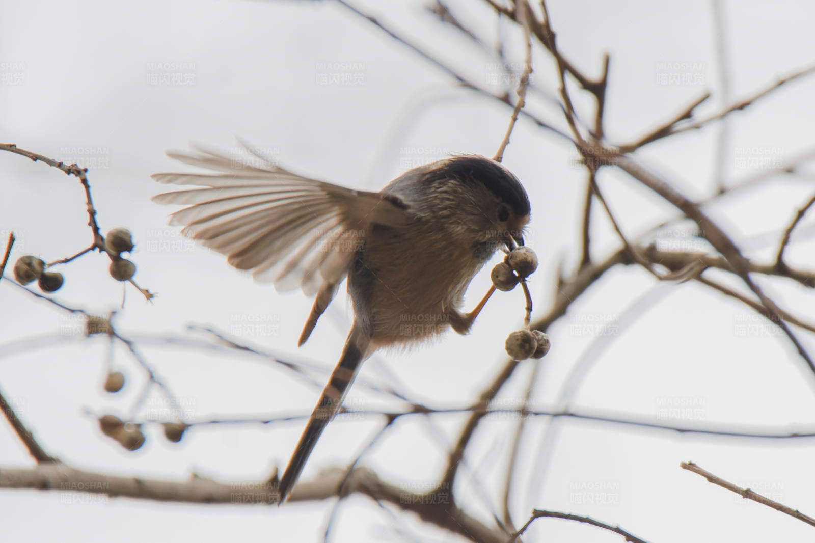 鸟儿觅食瞬间图片