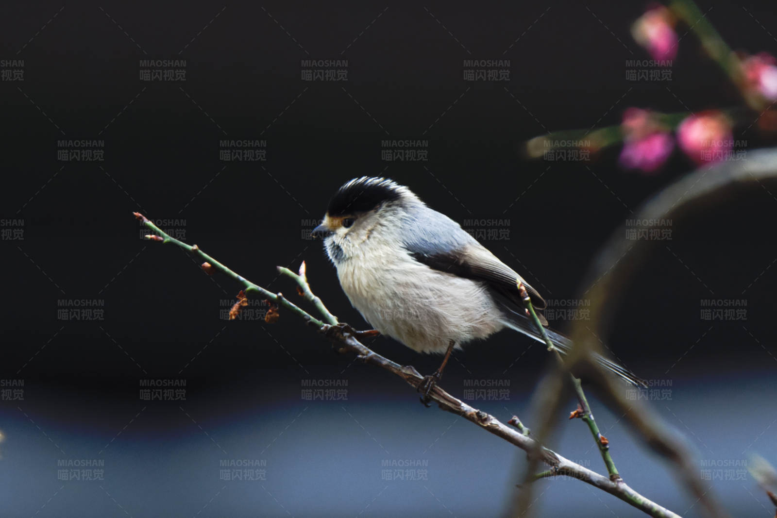 银喉长尾山雀栖息在花枝上图片