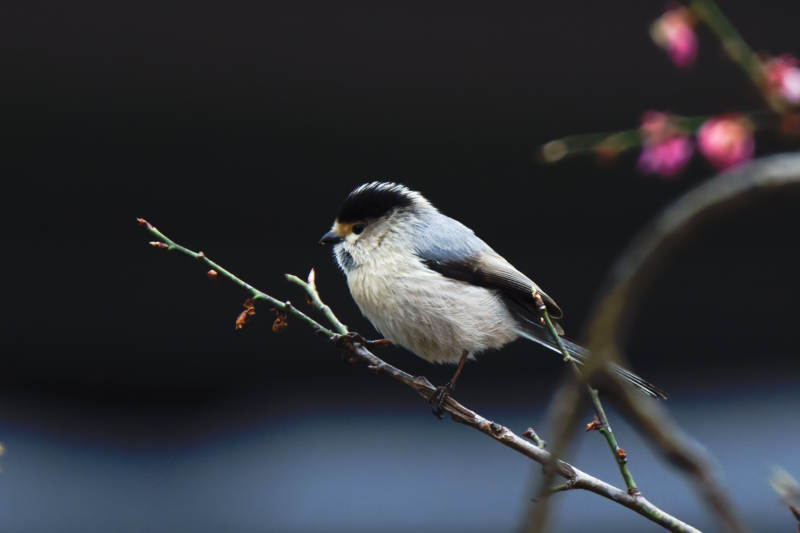 银喉长尾山雀栖息在花枝上图片