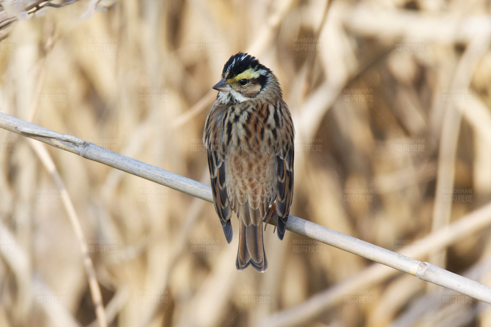小鸟栖息在干草上图片
