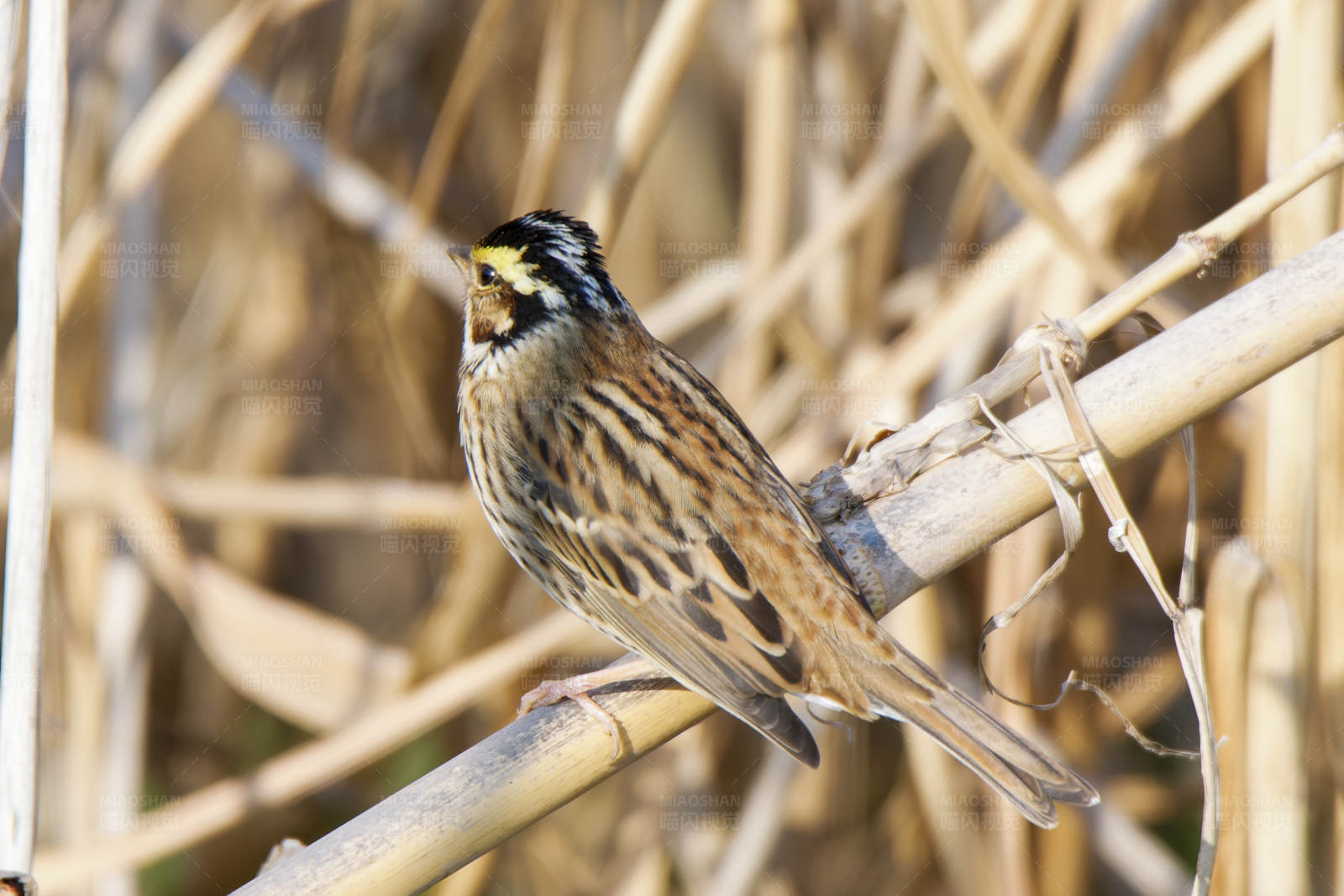 芦苇中的小鸟图片