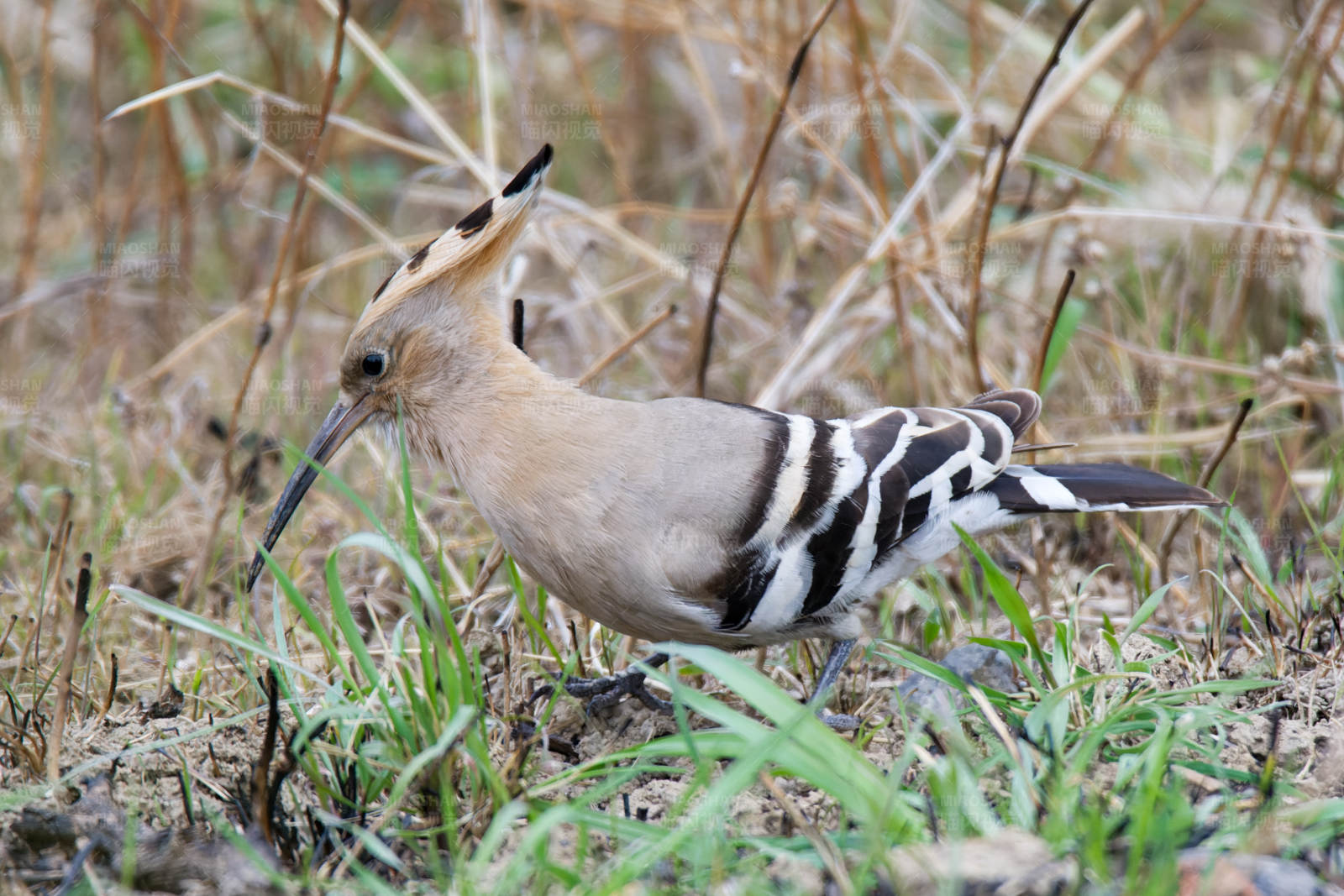 林间觅食的戴胜鸟图片