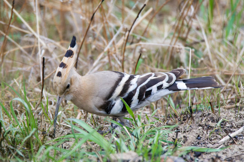 鸟儿觅食图图片