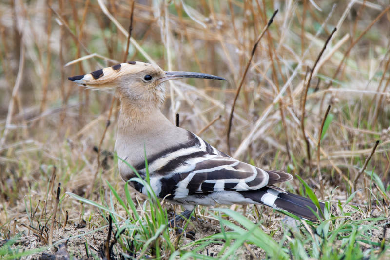 林间独行的戴胜鸟图片