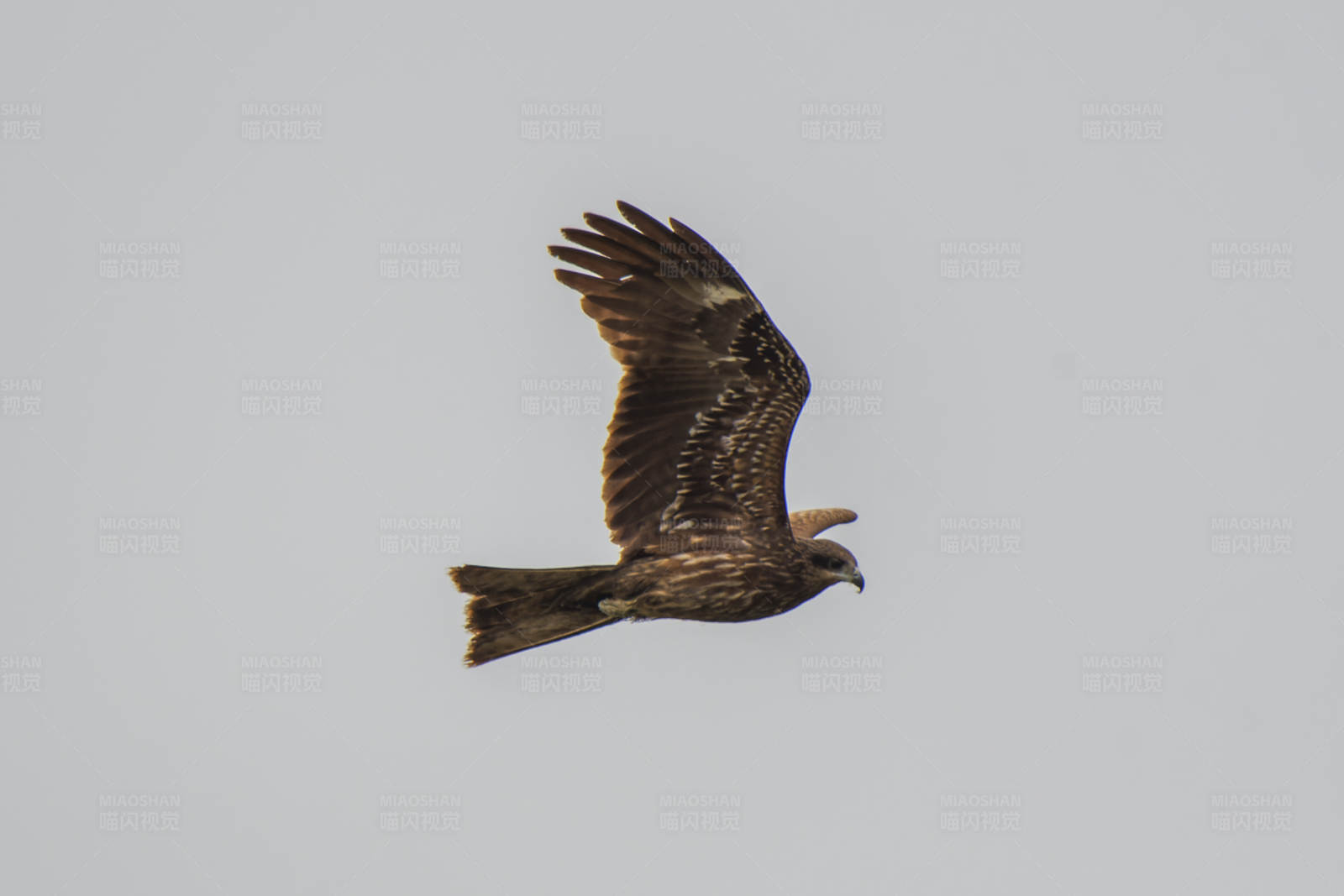 翱翔天际的雄鹰图片