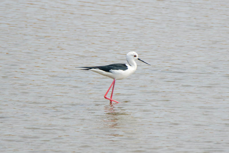黑翼高跷鸟水中漫步图片
