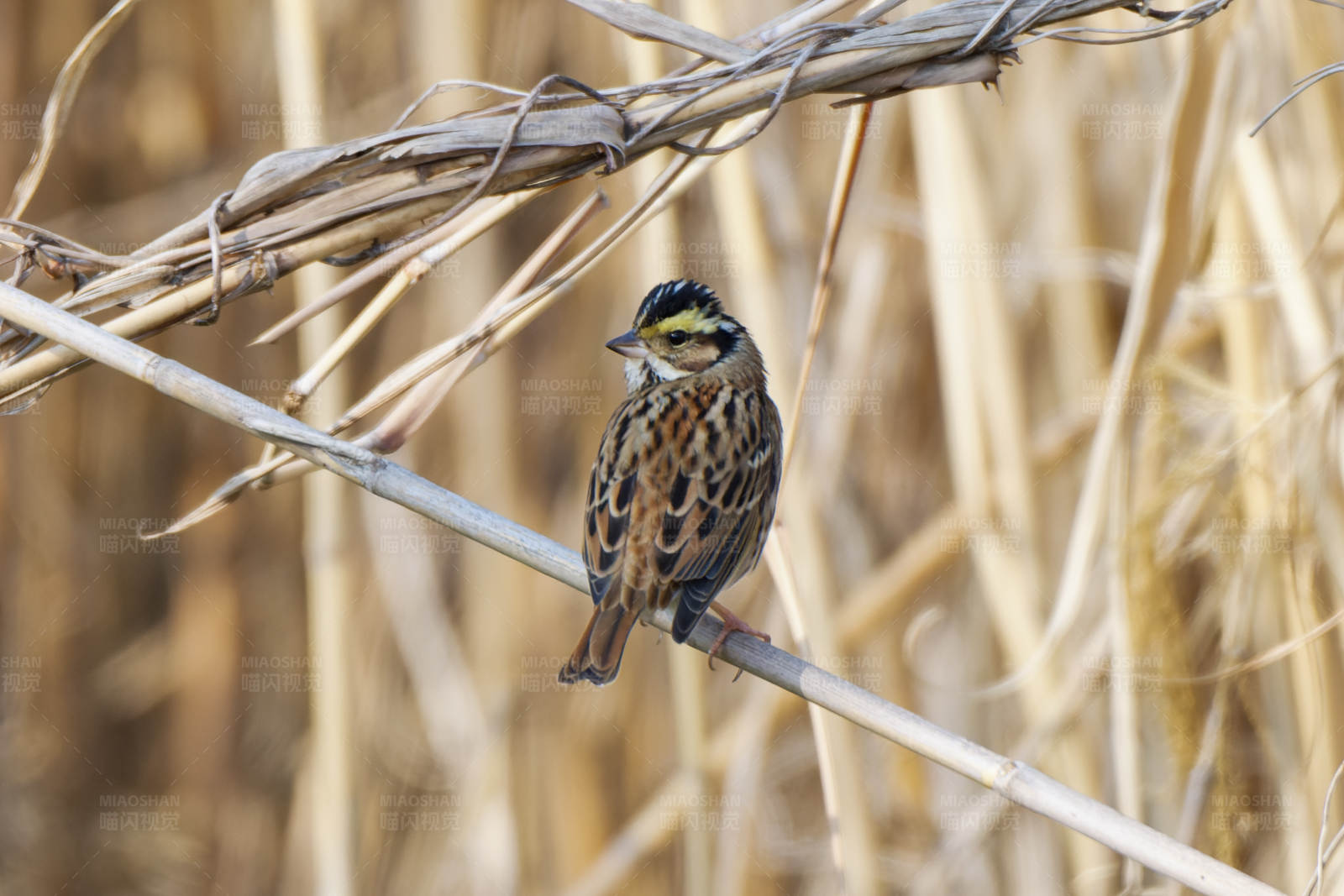小鸟栖息在干草上图片