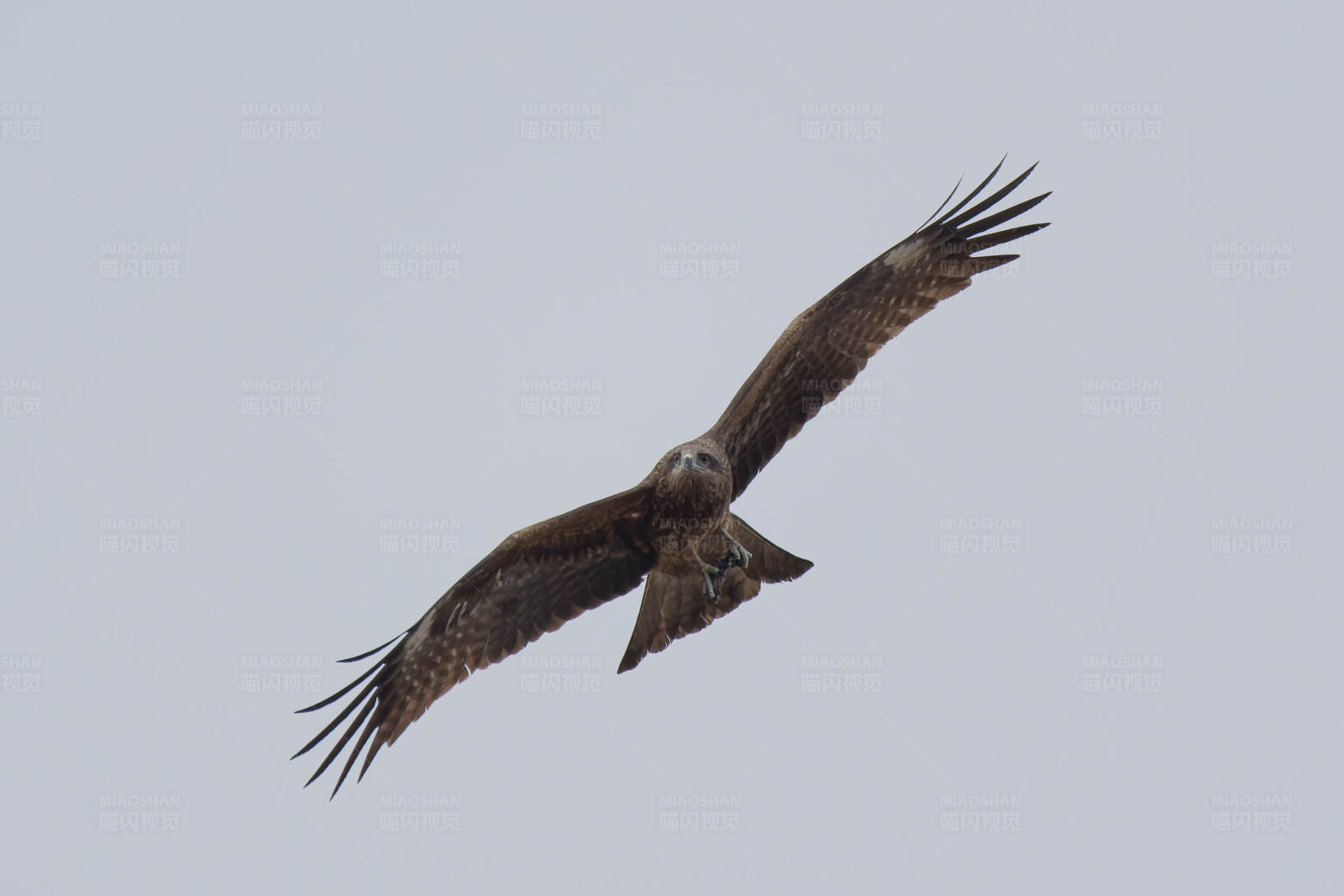 翱翔天际的雄鹰图片