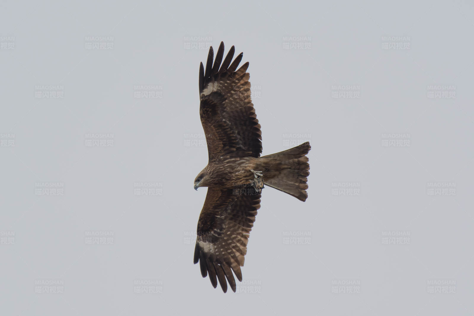 翱翔的雄鹰图片