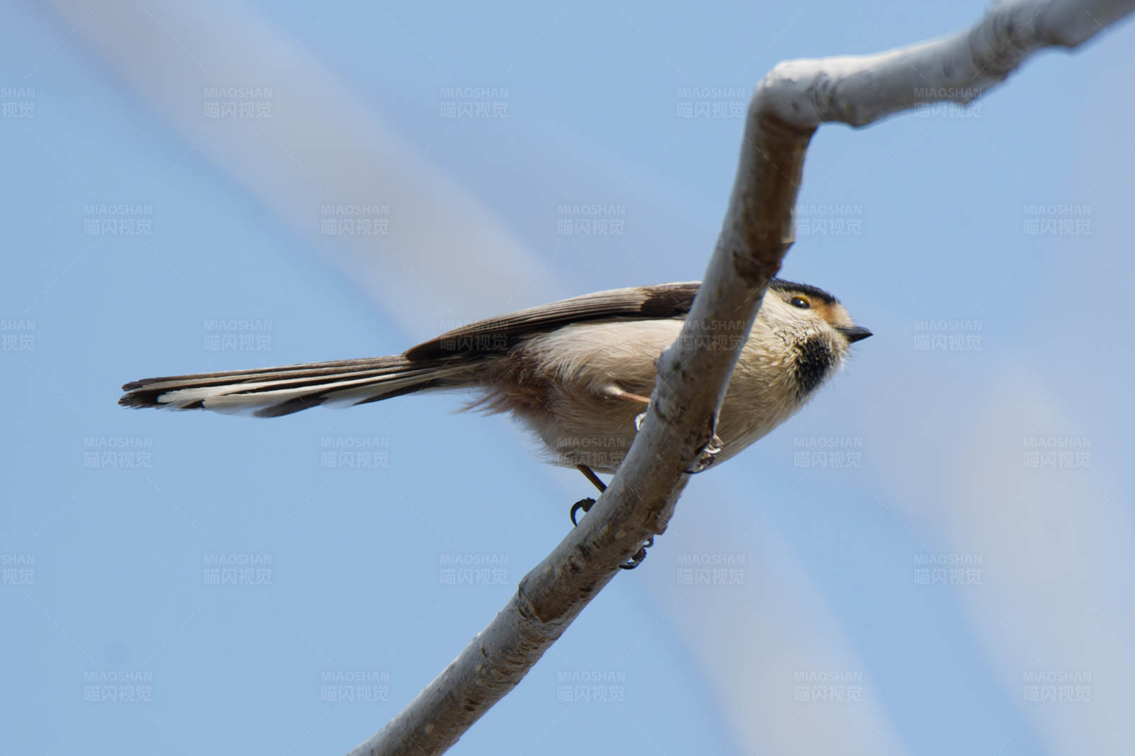 小鸟栖息枝头图片
