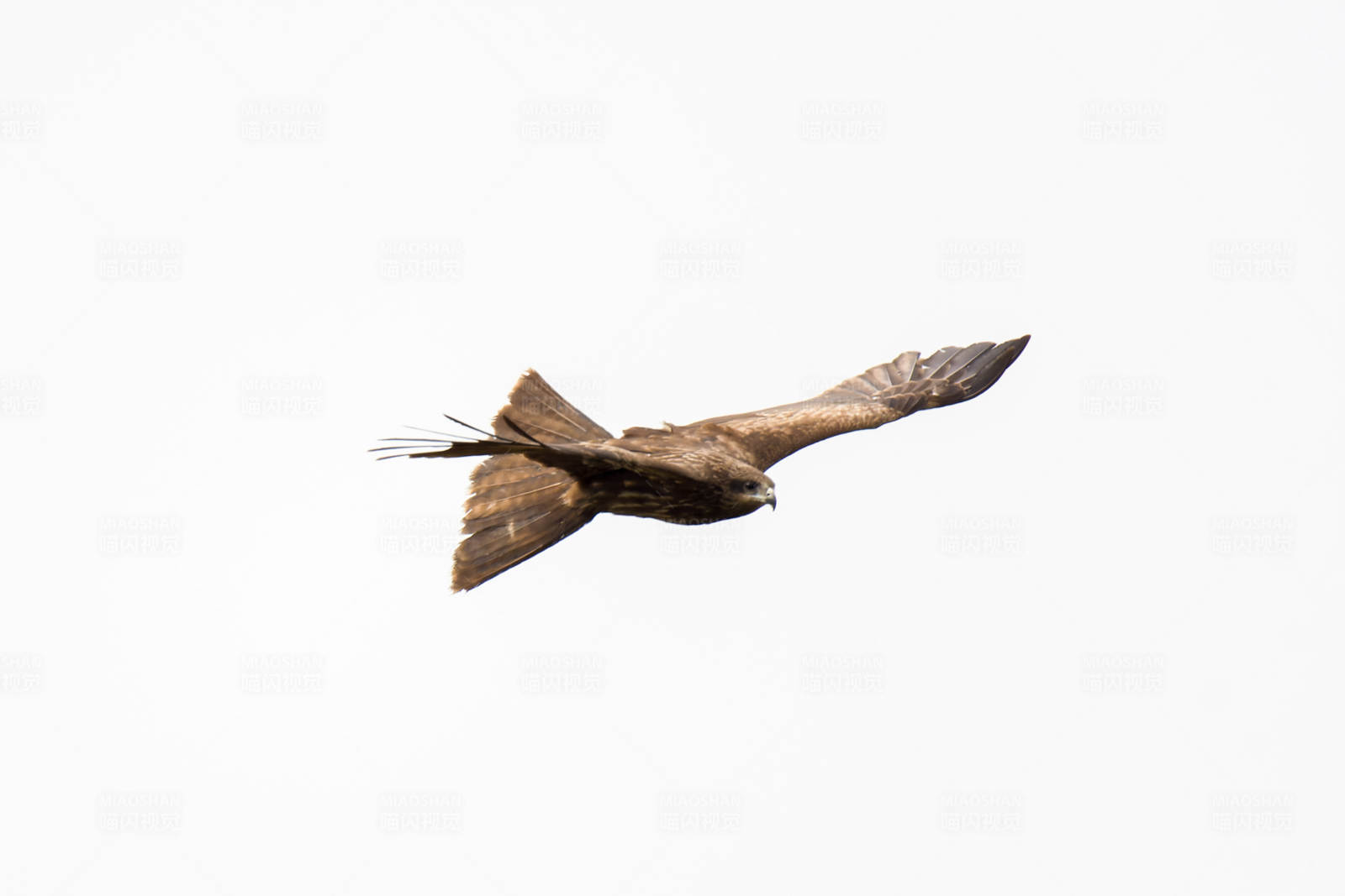 翱翔的雄鹰图片