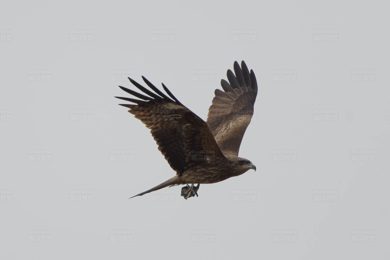 翱翔的雄鹰图片