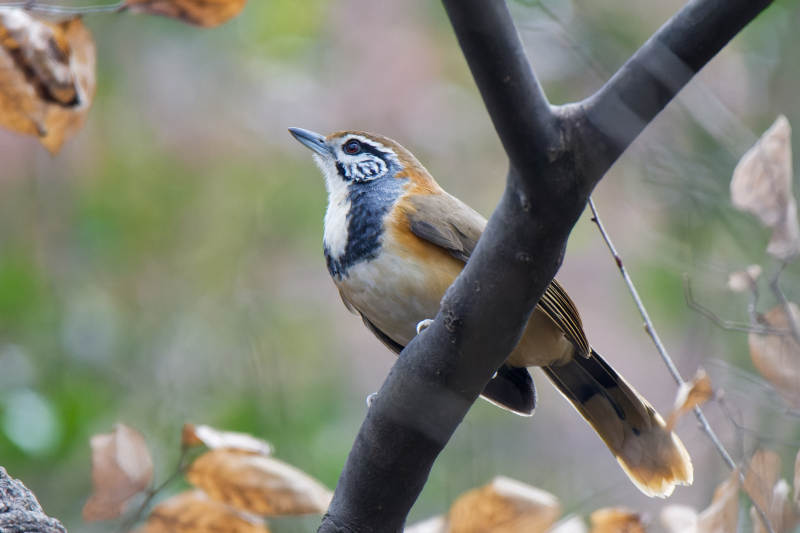 鸟儿栖息在树枝上图片