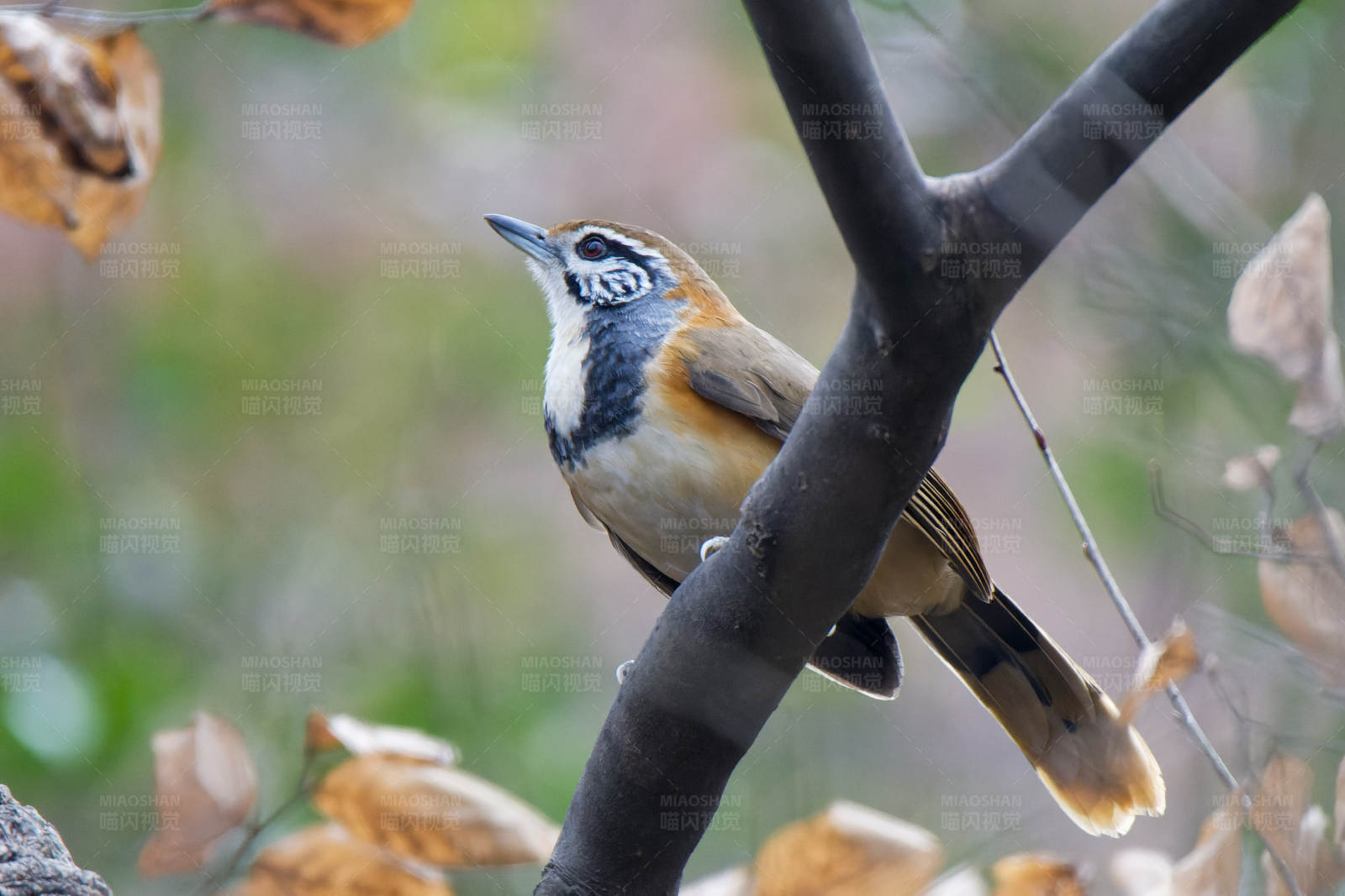 鸟儿栖息在树枝上图片
