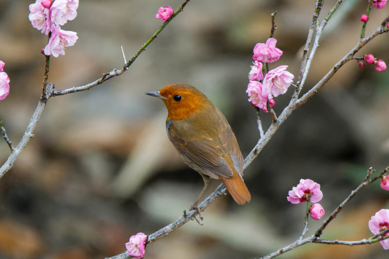 鸟儿与梅花共舞图片