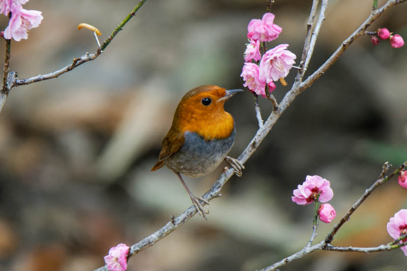 鸟儿与梅花图片