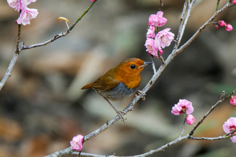 鸟鸣花间春意浓图片