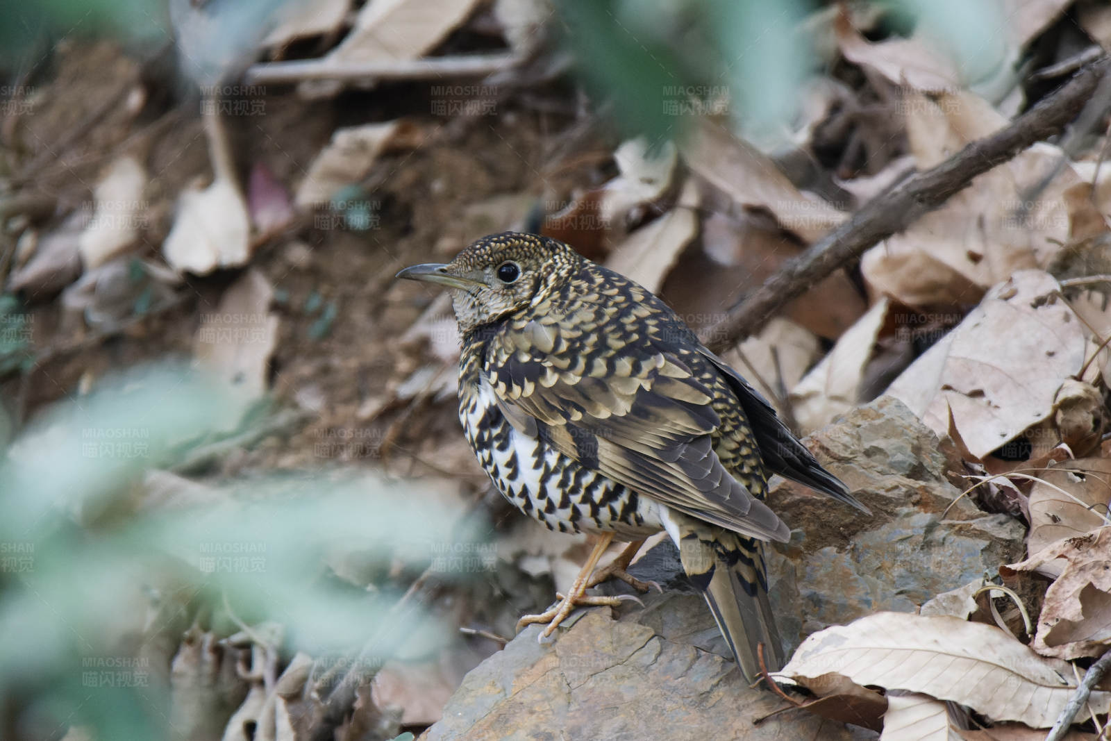 林间觅食的小鸟图片