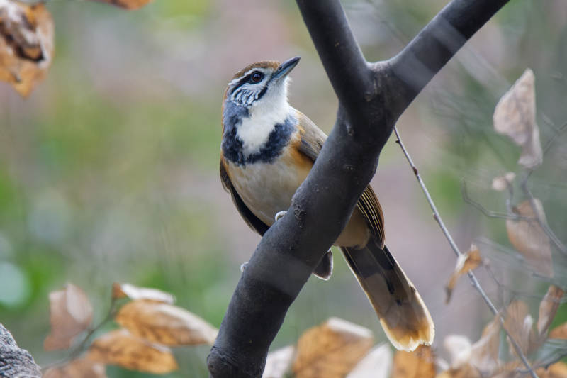 黑领噪鹛栖息在秋叶间图片