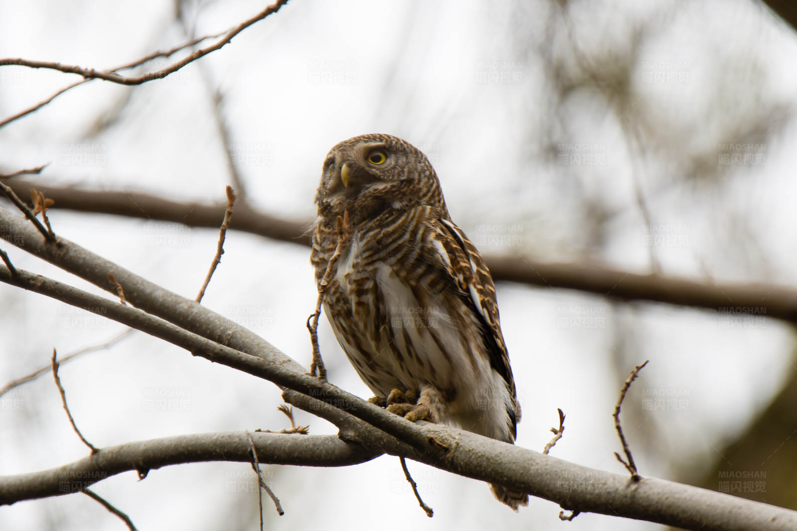 树枝上的猫头鹰图片