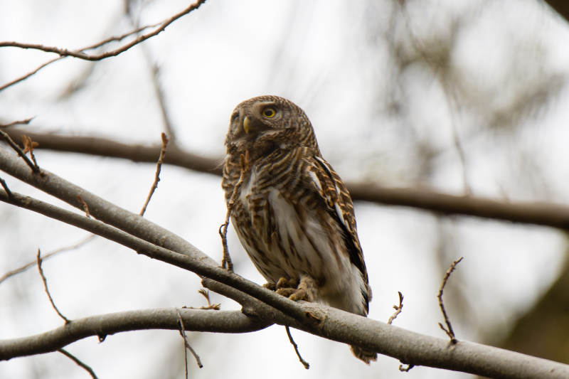 树枝上的猫头鹰图片