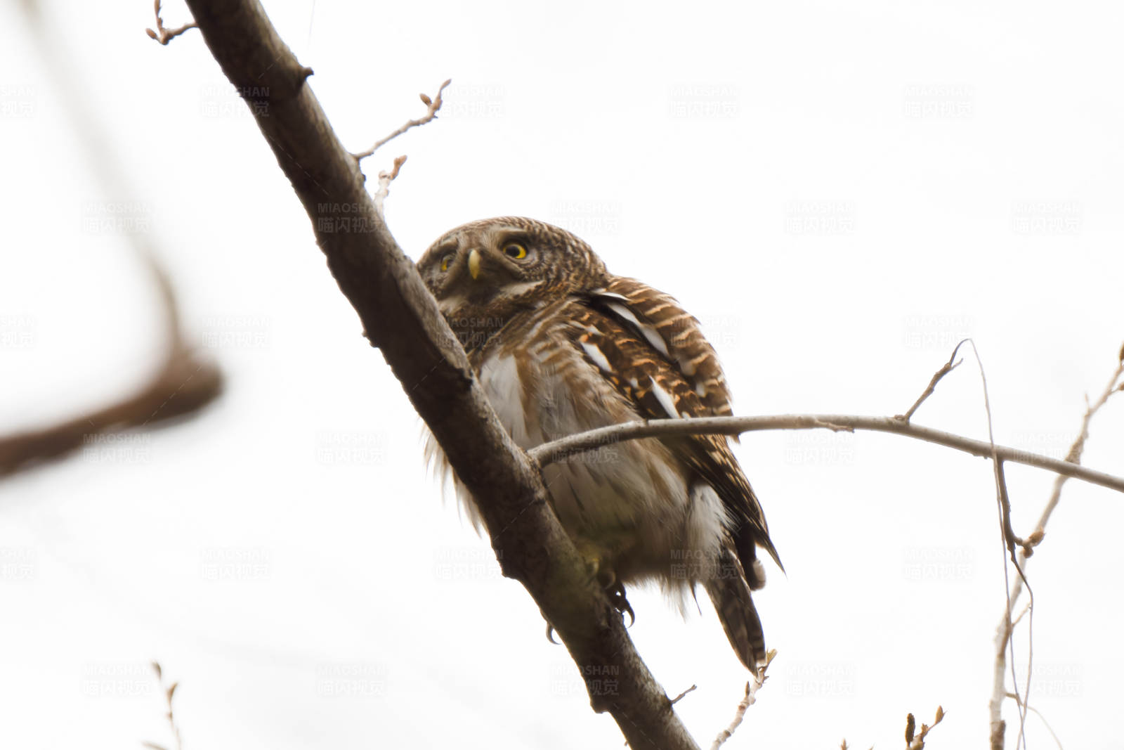 冬日枝头上的猫头鹰图片
