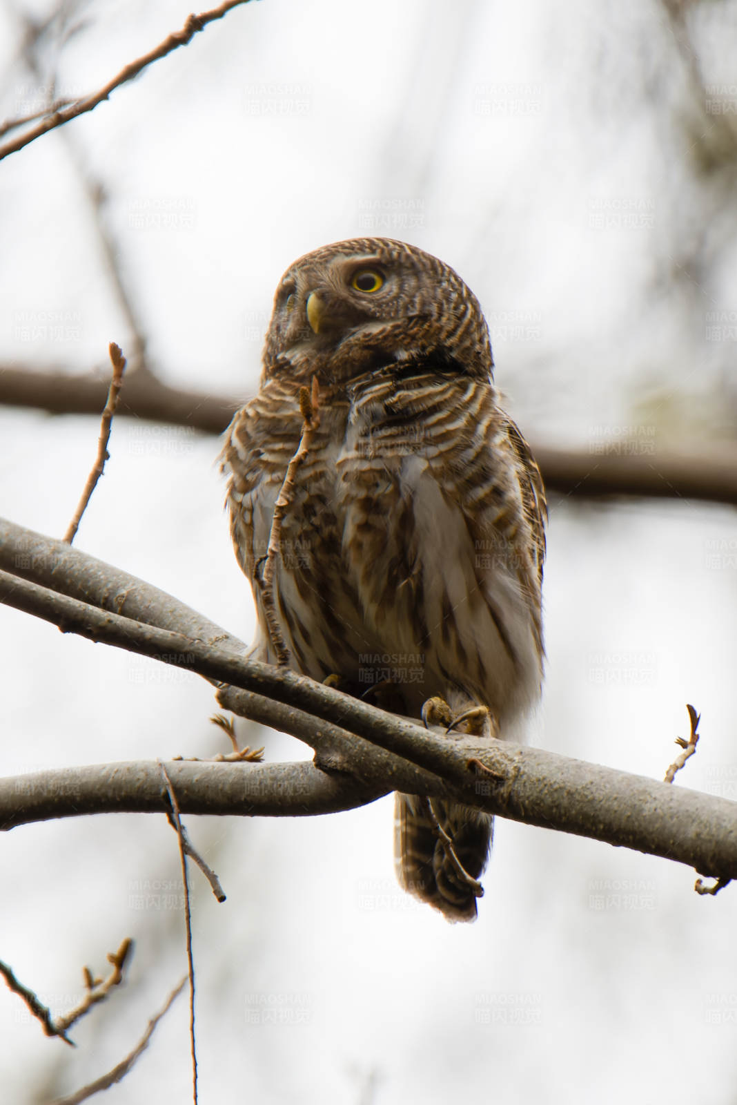 冬日林间的棕色猫头鹰图片