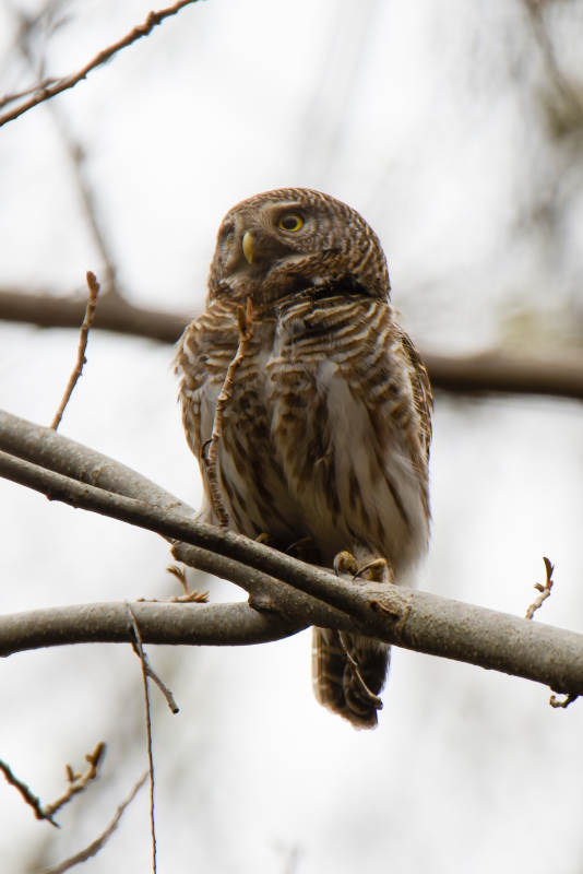 冬日林间的棕色猫头鹰图片