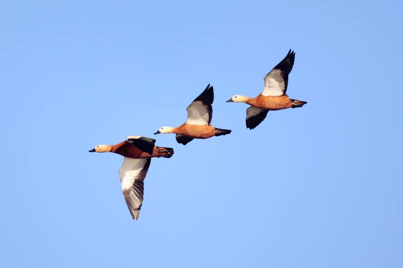 赤麻鸭 展翅飞翔图片