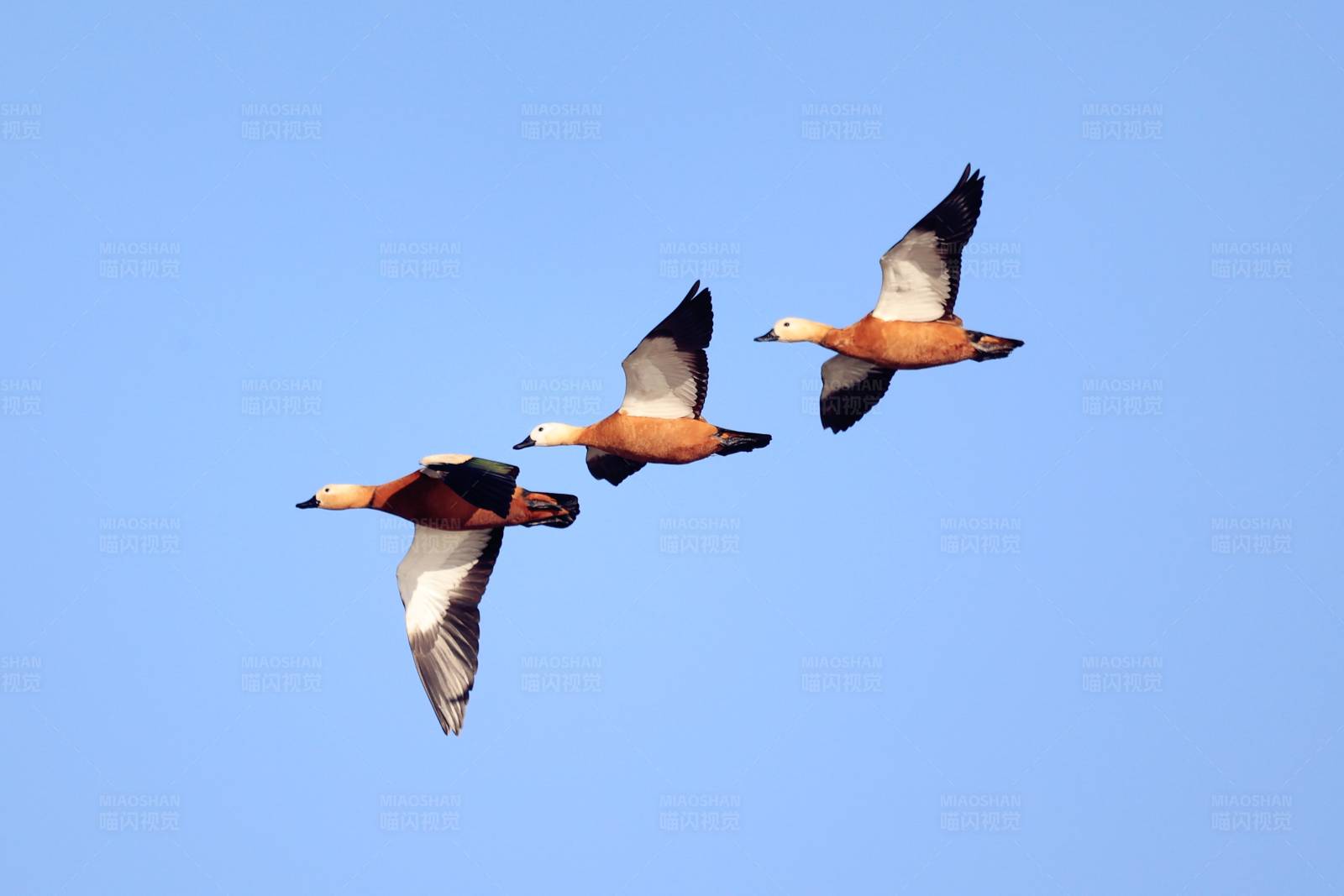 赤麻鸭 展翅飞翔图片