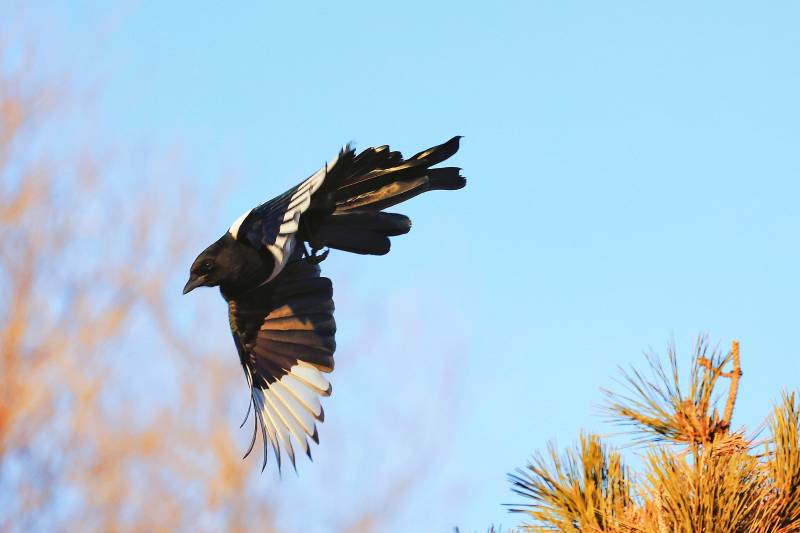 飞奔报喜 报天下太平国泰民安风调雨顺图片